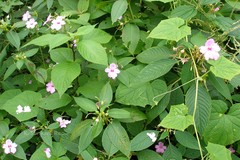 Impatiens pulcherrima
